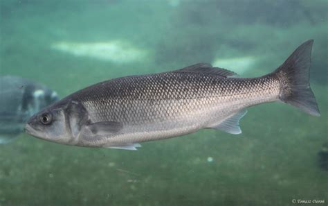 European seabass .